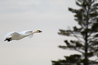 Trumpeter Swan, Adult, (Cygnus buccinator), Spring, Northern Michigan