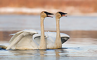 Trumpeter Swans, Adult, (Cygnus buccinator), Spring, Northern Michigan