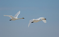 Trumpeter Swans in Flght, Adult, (Cygnus buccinator), Spring, Northern Michigan