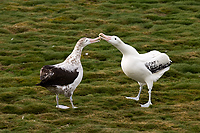 Wandering Albatross, Courting (Diomedea exulans), Prion Island
