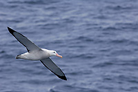 Wandering Albatross in Flight