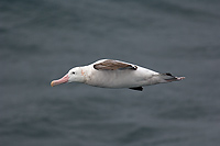 Wandering Albatross, In Flight (Diomedea exulans), Near South Georgia Island