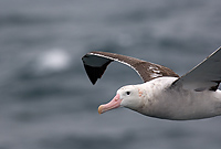 Wandering Albatross, In Flight (Diomedea exulans), Near South Georgia Island