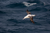 Wandering Albatross, In Flight (Diomedea exulans), Near South Georgia Island