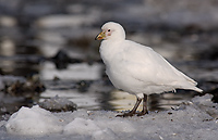 Pale-faced Sheathbill, (Chionis alba), Gold Harbour, South Georgia Island