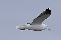 Kelp Gull, Adult, (Larus dominicanus) Gold Harbour, South Georgia Island