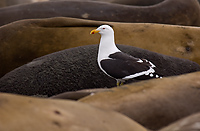 Kelp Gull, Adult, (Larus dominicanus) Gold Harbour, South Georgia Island