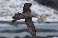 Northern Giant Petrel, (Macronectes halli), In Flight, Gold Harbour, South Georgia Island