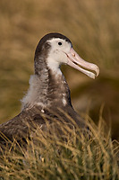 Wandering Albatross, Juvenile, (Diomedea exulans), Prion Island, Bay of Isles, South Georgia Island