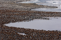 King Penguin Colony, (Aptenodytes patagonicus), St Andrews Bay, South Georgia Island