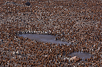 King Penguin Colony, (Aptenodytes patagonicus), St Andrews Bay, South Georgia Island