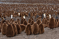 King Penguin Colony, (Aptenodytes patagonicus), St Andrews Bay, South Georgia Island