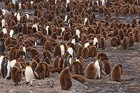 King Penguin Colony, (Aptenodytes patagonicus), St Andrews Bay, South Georgia Island