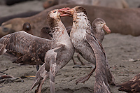 Giant Petrels Fighting Over Carcass, Southern Elephant Seal, Pup, St Andrews Bay, South Georgia Island