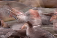 Giant Petrels Fighting Over Carcass; St Andrews Bay; South Georgia Island