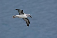 Grey-headed Albatross, (Thalassarche chrysostoma), Elsehul Harbour, South Georgia Island