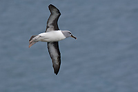 Grey-headed Albatross, (Thalassarche chrysostoma), Elsehul Harbour, South Georgia Island