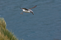 Grey-headed Albatross, (Thalassarche chrysostoma), Elsehul Harbour, South Georgia Island