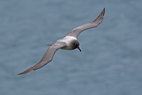 Light-mantled Sooty Albatross in Flight (Phoebetria palpebrata), Elsehul Harbour, South Georgia Island