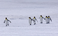 King Penguin Colony, (Aptenodytes patagonicus), Right Whale Bay, South Georgia Island