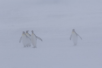 King Penguin Colony, (Aptenodytes patagonicus), Right Whale Bay, South Georgia Island