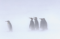 King Penguin Colony, (Aptenodytes patagonicus), Right Whale Bay, South Georgia Island