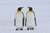 King Penguins (Aptenodytes patagonicus), Right Whale Bay, South Georgia Island