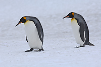 King Penguins, (Aptenodytes patagonicus), Right Whale Bay, South Georgia Island