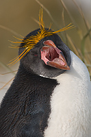 Macaroni Penguin, (Eudyptes chrysolophus), Cooper Bay, South Georgia Island