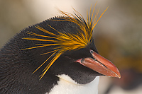 Macaroni Penguin, (Eudyptes chrysolophus), Cooper Bay, South Georgia Island