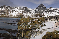 Macaroni Penguin Colony, (Eudyptes chrysolophus), Cooper Bay, South Georgia Island