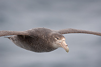 Southern Giant Petrel, In Flight, (Macronectes giganteus), Falkland Islands