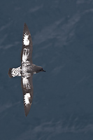 Pintado Petrel in Flight, (Daption capense) or Cape Petrel, Scotia Sea