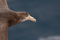 Southern Giant Petrel, In Flight, (Macronectes giganteus), Falkland Islands