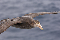 Southern Giant Petrel; In Flight; (Macronectes giganteus); Near Falkland Islands