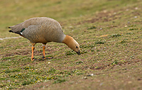 Ruddy-headed Goose, (Chloephaga rubidiceps), Steeple Jason Island, Falkland Islands