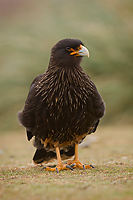 Striated Caracara, Adult, (Phalcobaenus australis), Steeple Jason Island, Falkland Islands