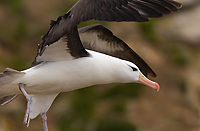Black-browed Albatross, Adult, (Diomedea melanophris), New Island, Falkland Islands