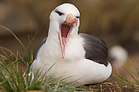 Black-browed Albatross, Adult, (Diomedea melanophris), New Island, Falkland Islands