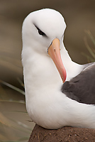 Black-browed Albatross, Adult, (Diomedea melanophris), New Island, Falkland Islands