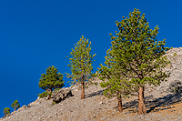 Bristlecone Pines and Landscapes of the Eastern Sierras Tour