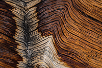 Bristlecone Pine, Ancient  Bristlecone Pine Forest, White Mountains, California