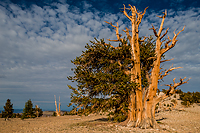Bristlecone Pine, Ancient  Bristlecone Pine Forest, White Mountains, California