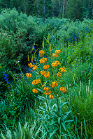 Kelly's Tiger Lily, Rock Creek Canyon, California