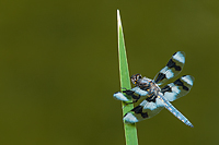 Eight-spotted Skimmer, Owens Valley, California