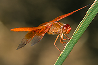 Flame Skimmer Dragonfly, Ownes Valley, California