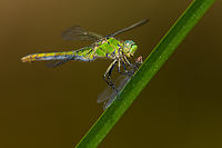 Western Pondhawk, Male, Owens Valley, California