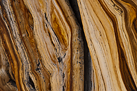 Bristlecone Pine, Ancient  Bristlecone Pine Forest, White Mountains, California