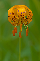 Kelly's Tiger Lily, Rock Creek Canyon, California