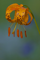 Kelly's Tiger Lily, Rock Creek Canyon, California